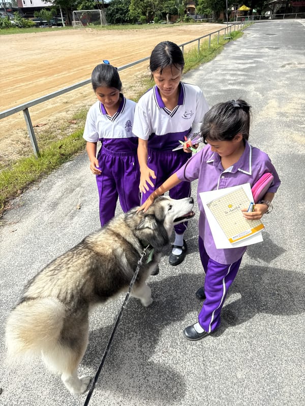 Husky walk near Chalong Temple, school uniforms in tow