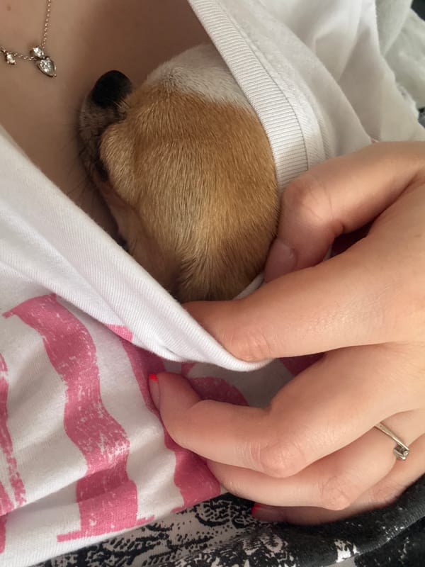 Person snuggles with Chihuahua puppy in Berlin park