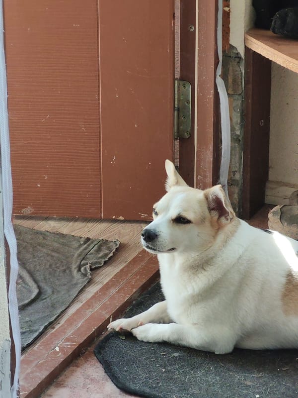 Dog's daily routine captured across suburban morning activities