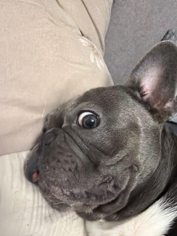 Ruse resident captures quiet evening moments with beloved French bulldog