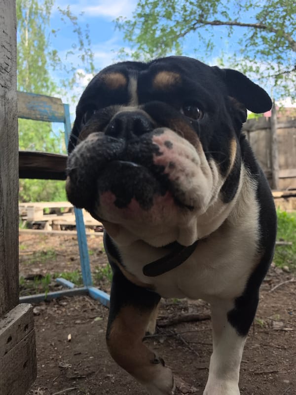 Domestic scenes with bulldog and garden doll captured in Noviy