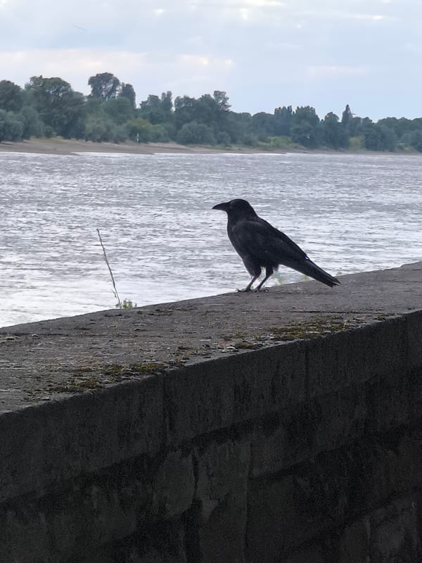 Crow on the Rhine embankment, Düsseldorf, cloudy afternoon