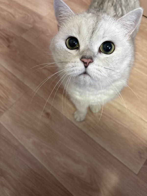 Domestic cats and child captured in Izhevsk home scenes