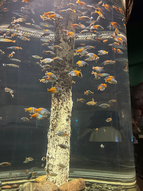 Visitor documents aquarium and metro tour across Saint Petersburg