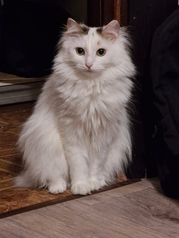Indoor photos of cat and woman captured in Yekaterinburg