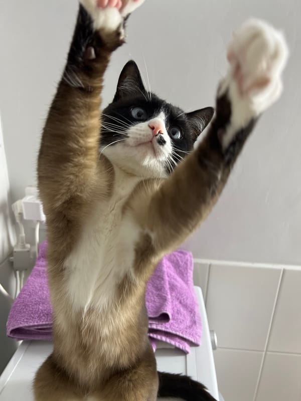Cat poses for camera in Russian home