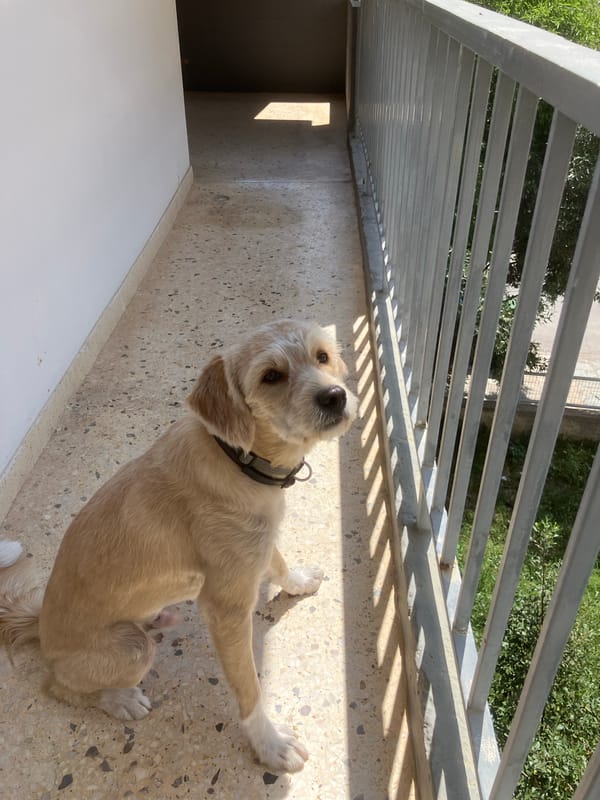 Morning balcony scenes: dog, religious items, pomegranate captured