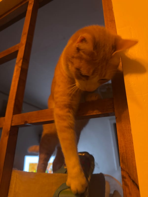 Orange tabby cat explores boxes and bags in Wattrelos