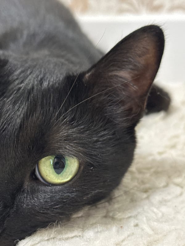 Domestic moments: black cat and child in pajamas captured indoors