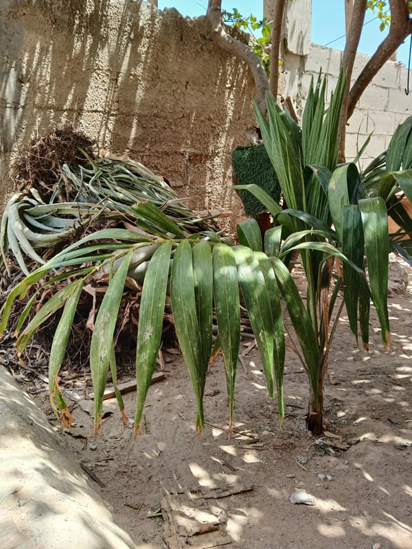 Juan Griego resident documents cooking, gardening, pet moments