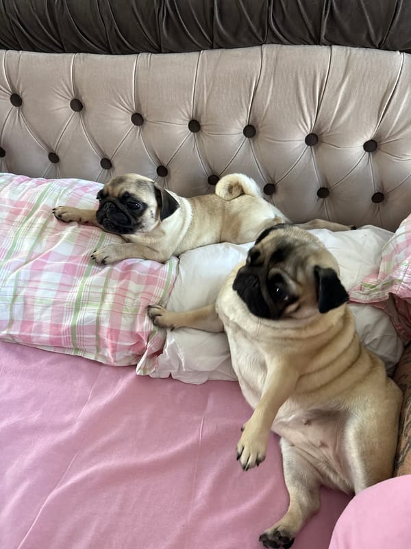 Pugs relaxing on pink bedding and a cream sofa