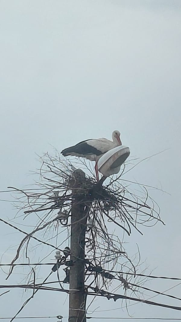 White storks gather on urban utility poles, nests