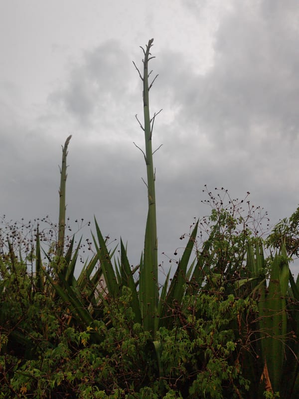 Witness documents agave plants and flooding in Da Lat, Vietnam