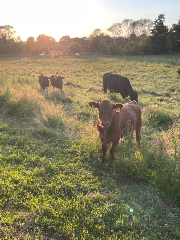 Sunset pastoral scene and a seed-carrying slug in rural Germany