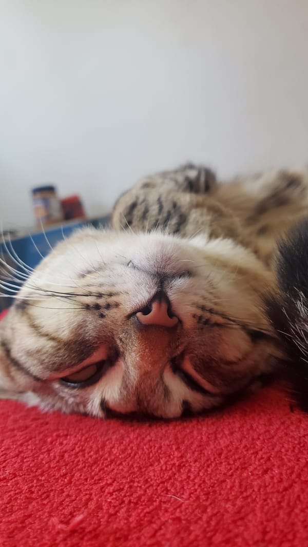 Tabby cat sleeps peacefully on red surface in Curitiba