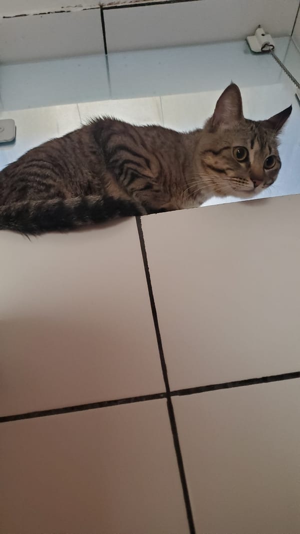 Brown tabby cat spotted indoors in Curitiba