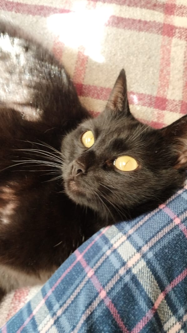 Black cat lounging at home, multiple angles over 13 minutes