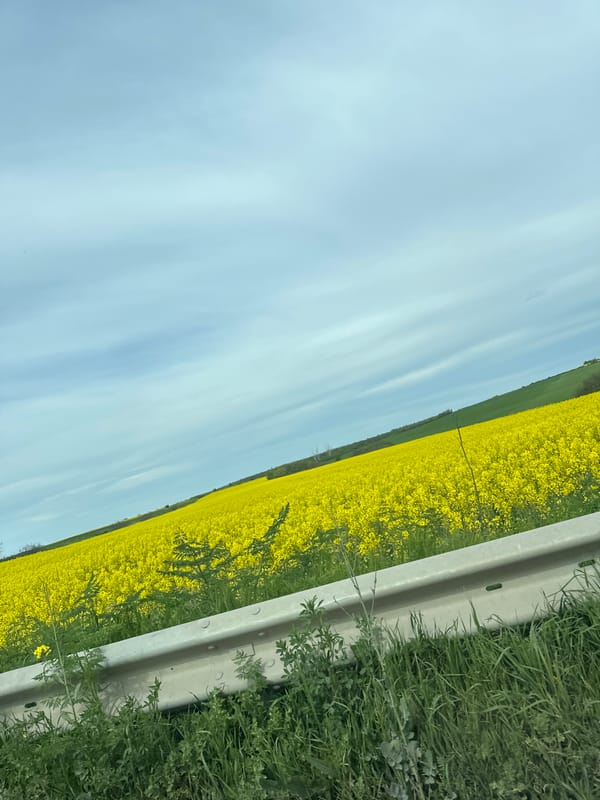 Driver documents countryside journey past yellow rapeseed fields
