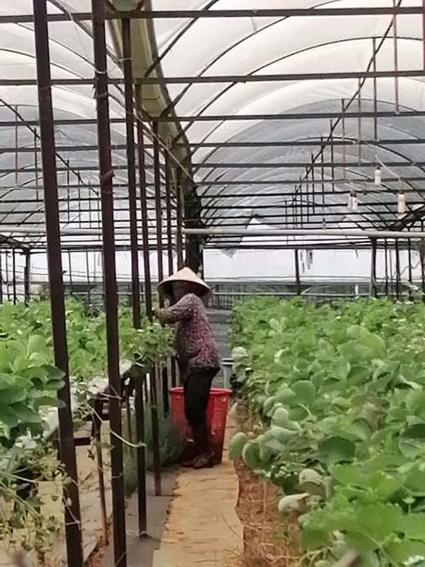 Early morning strawberry farming operations documented in Da Lat