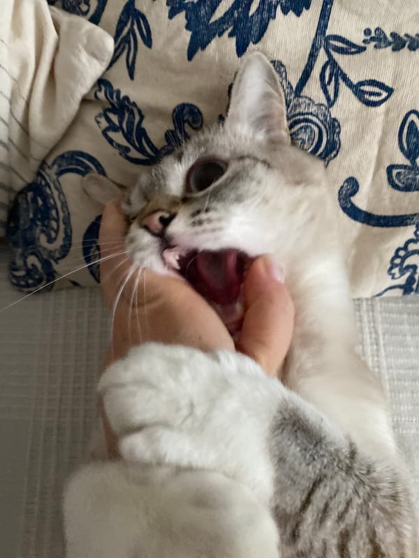 Cat receives gentle handling during late-night interaction in Yekaterinburg