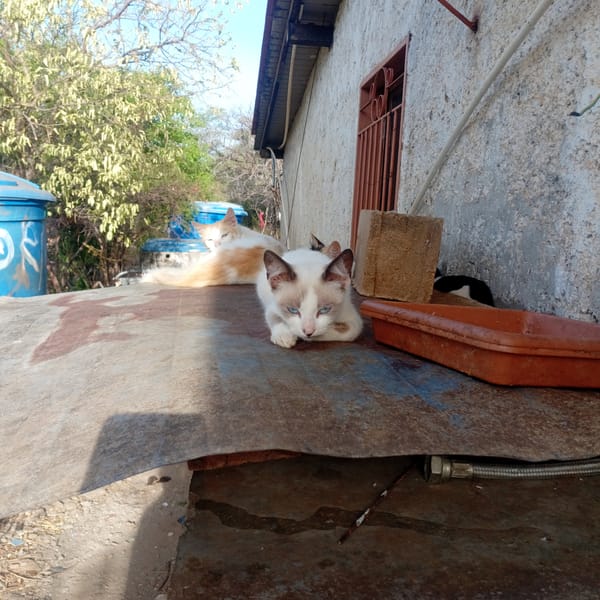 Cats and dog spotted resting on metal and concrete surfaces
