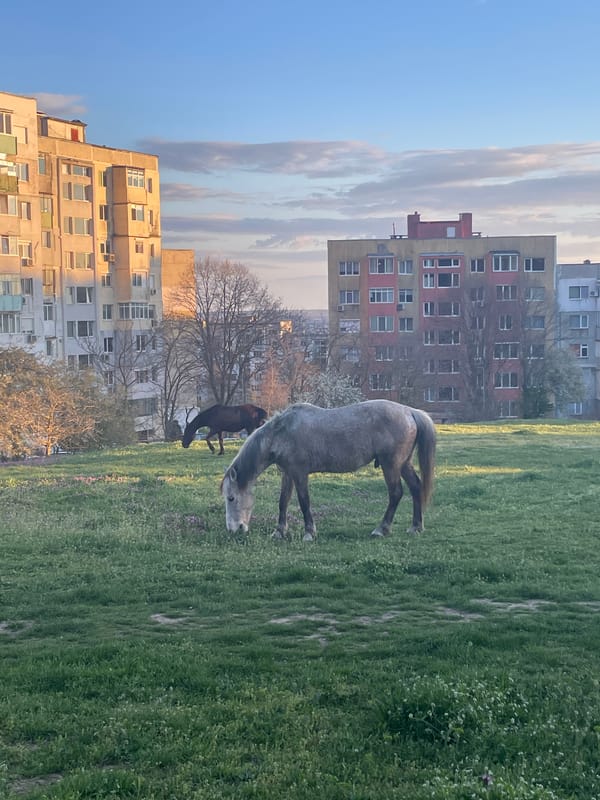 Horses graze in urban field near Varna apartments