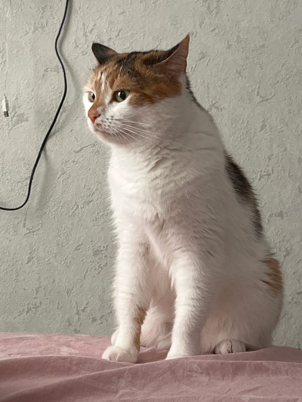 Calico cat moments at home in Kyiv