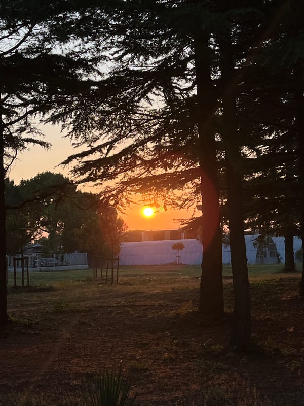 Golden light through pines at the Nesebar waterfront