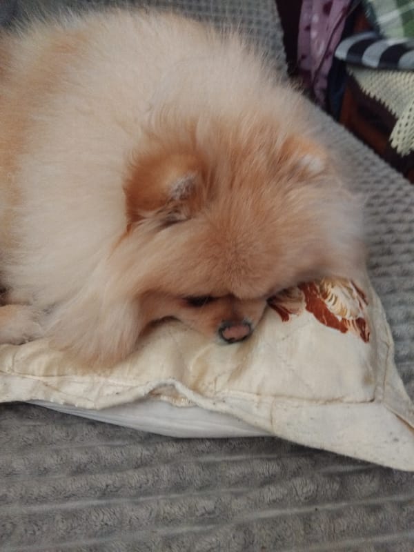 Pomeranian dog sleeps peacefully on pillow in Apriltsi home
