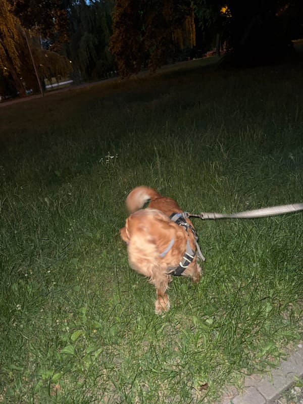 Dog walk through an urban park at dusk