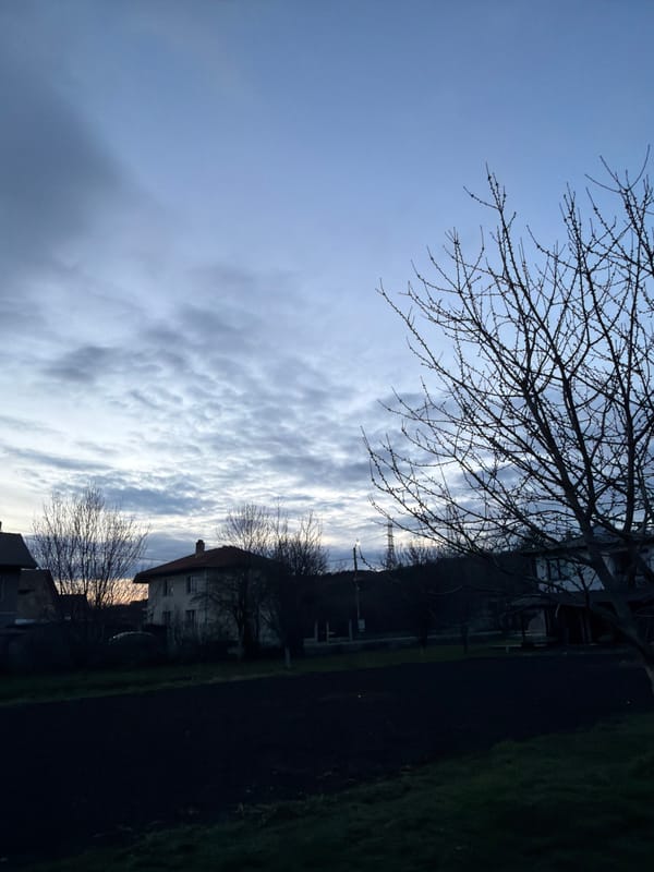 Cat spotted on bare tree in rural Bulgaria twilight