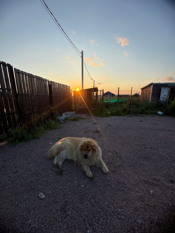 Dog relaxes in a Russian backyard at golden hour