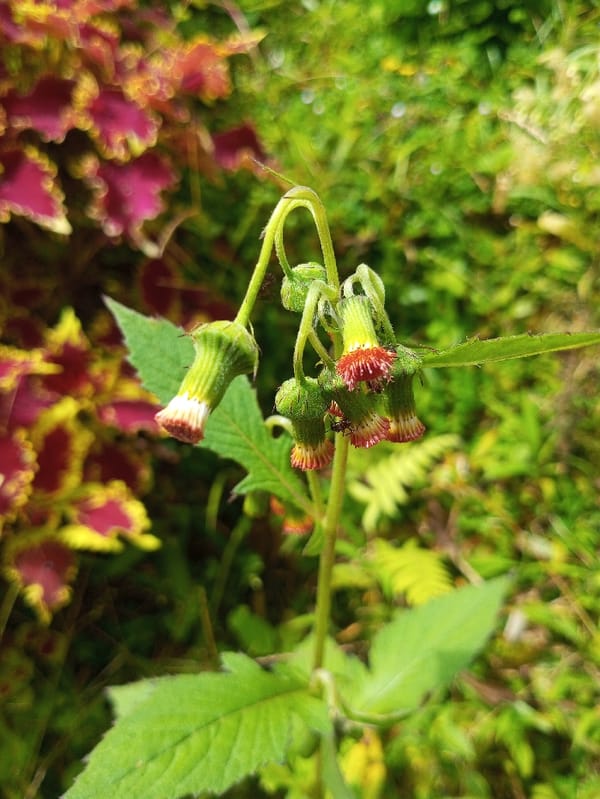 Morning tour of Nuwara Eliya landmarks and parks documented
