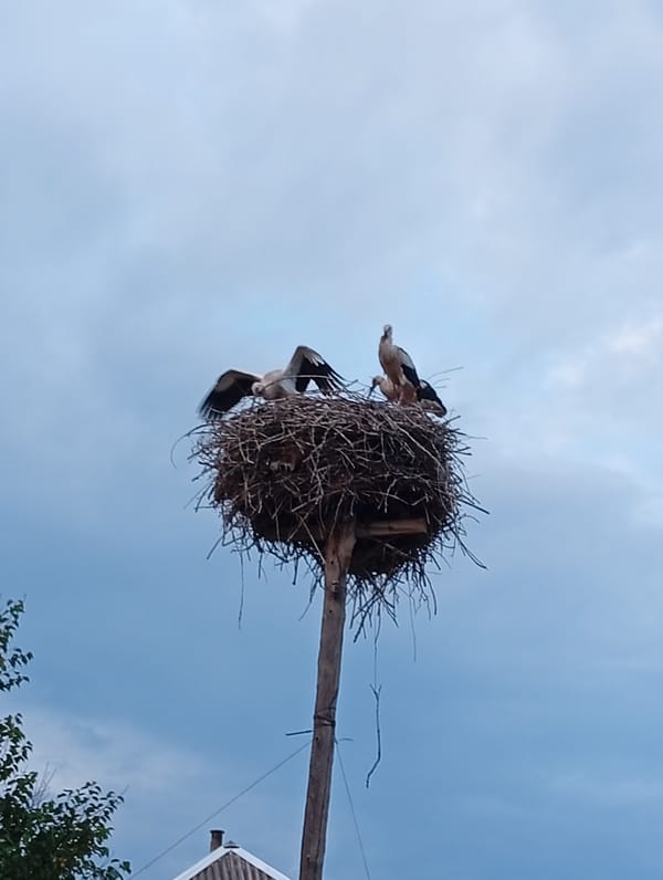 Storks nesting and wildflowers on a cloudy afternoon