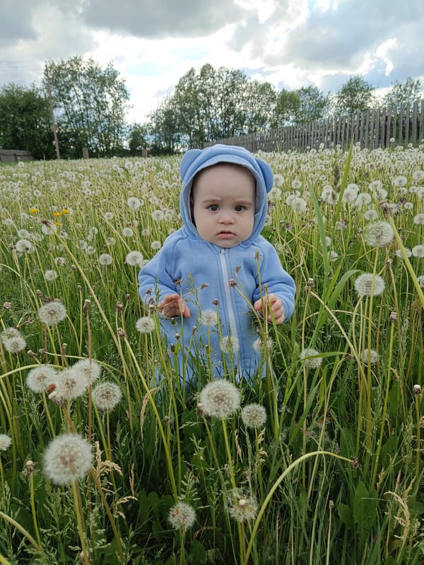 Child plays among dandelion seeds in Russian field