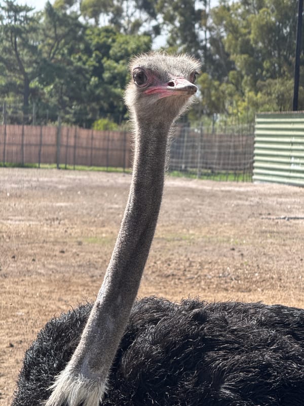 Close encounters with ostrich, llama captured in Stellenbosch