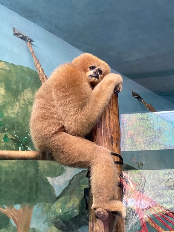 Gibbons observed at Yekaterinburg Zoo during morning hours