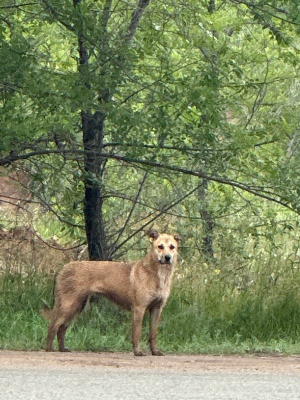 Dog on a forest path, overcast skies, and a Russian good morning
