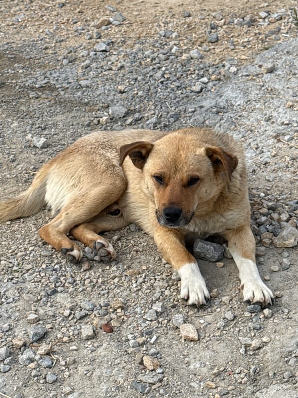 Quiet afternoon documented in Bulgarian village features pets, landscapes