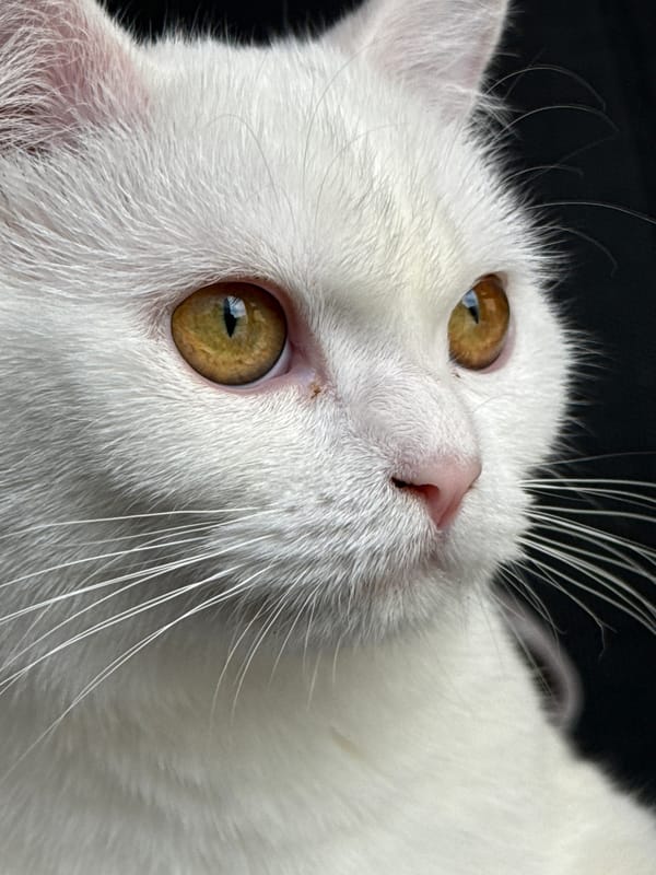 White cat, grey cushion, many angles