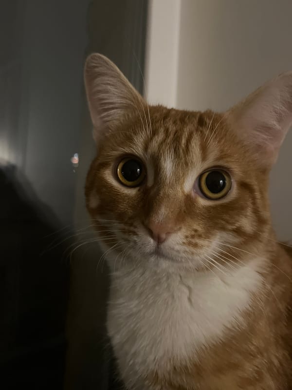 Orange cat with golden eyes spotted looking down at camera