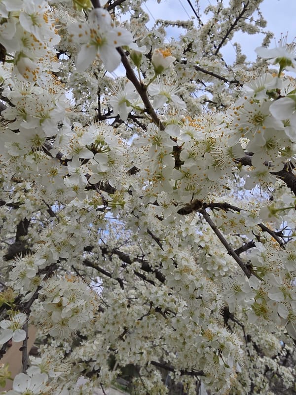 Bee forages among white blossoms in Bulgarian town