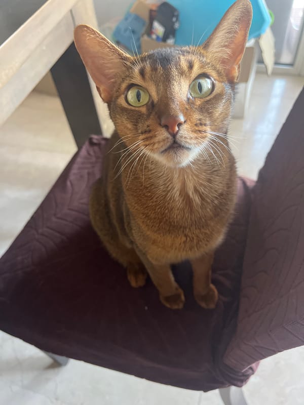 Abyssinian cat and a poolside resort scene, same morning