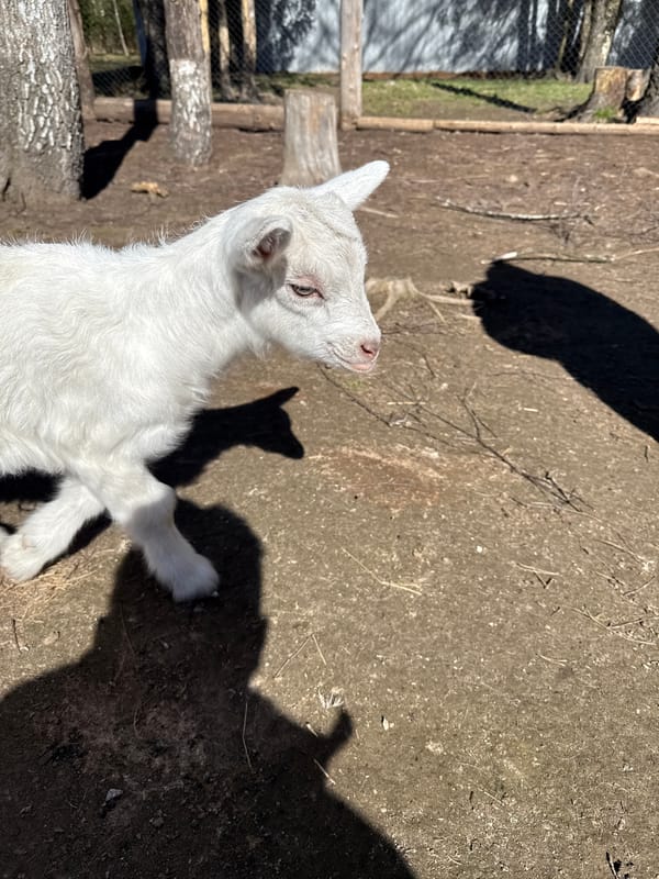White goat and cat spotted in Bobylino, Russia