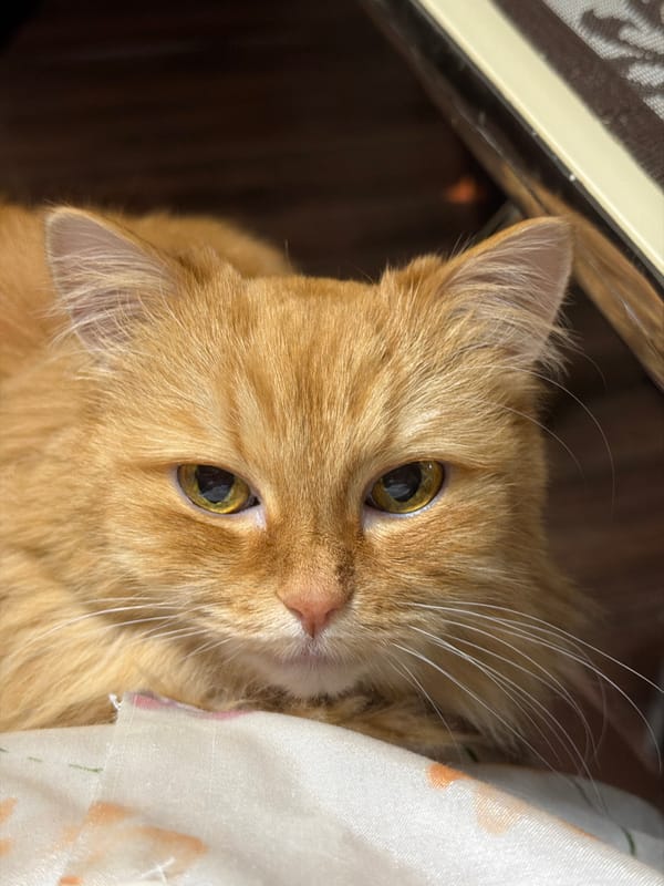 Orange tabby cat photographed in Penza, Russia