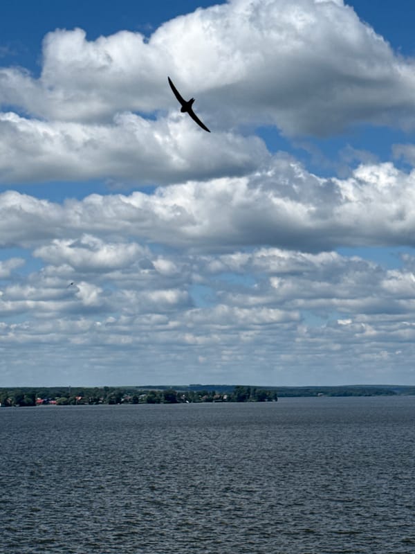 Birds spotted flying over Votkinsk Reservoir in Russia