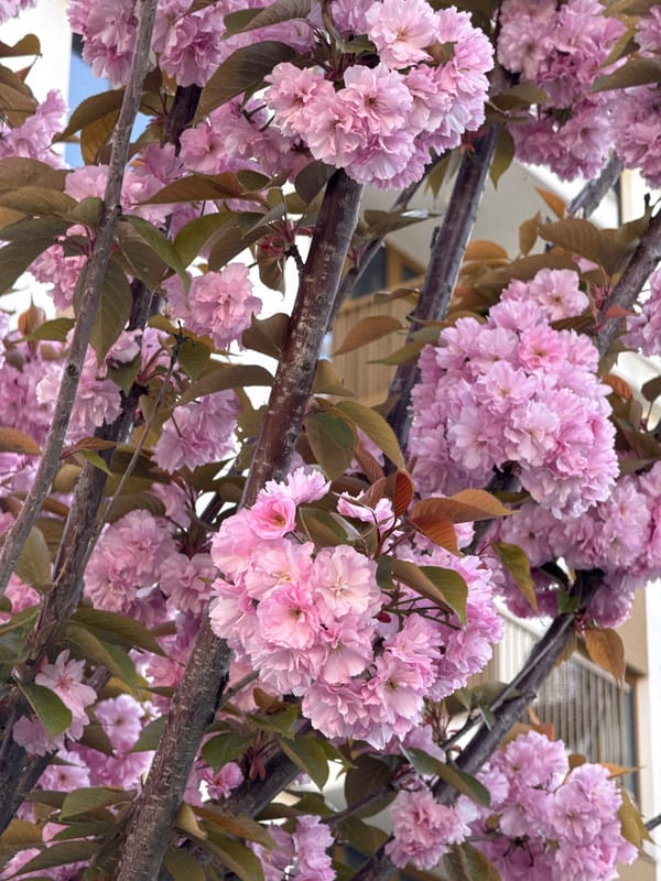 Woman enjoys spring blossoms in Belgrade on sunny afternoon