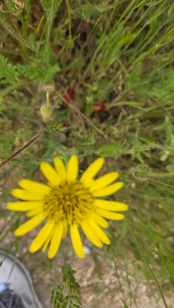 Morning walk through Blagoevgrad captures springtime street life