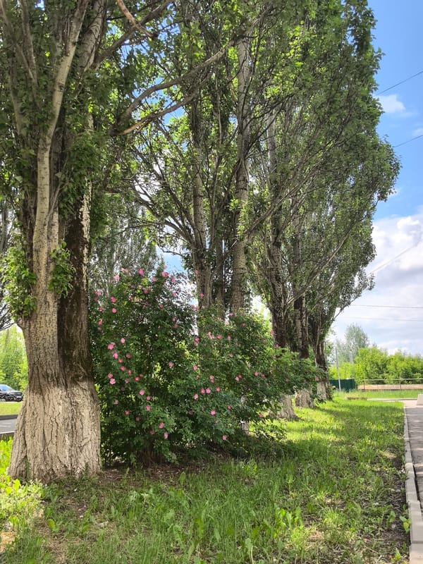 Morning scenes documented in Perm parks and playgrounds