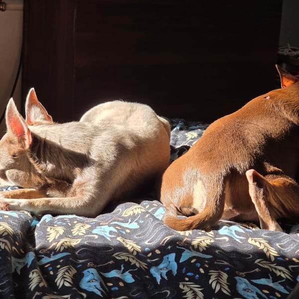 Two dogs rest on patterned fabric in Saint Petersburg home